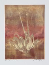 Jonathan Singer, Tropical Fleur 1, Numérique Photo Sur Hahnemuhle Papier