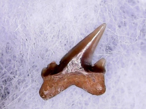 Shark tooth dent requin - shark, de