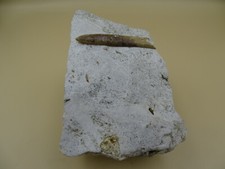 belemnite fossile