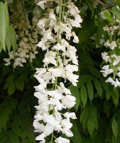 Glycine japon alba - ♫,