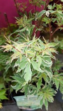 Acer palmatum 'Butterfly' (De