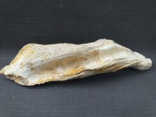 Ostrea Crassissima, Huitre