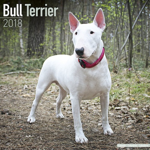 Calendrier 2018 bull terrier - -,