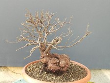 Bonsaï orme champêtre 34 x 16 cm plante articulée livraison gratuite...