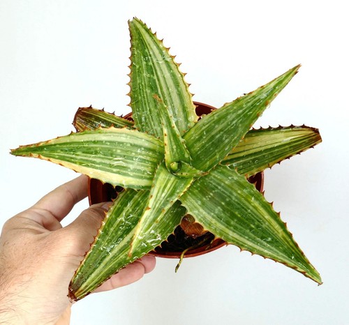 Aloe saponaria striata - aloe,