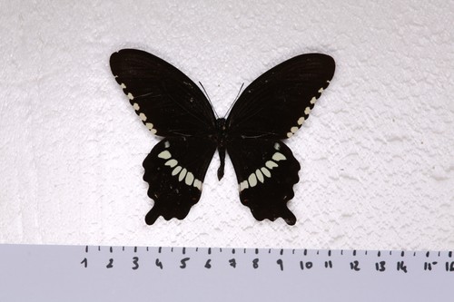 Papilio polytes male - polytes,, celebes