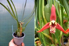 Maxillaria tenuifolia