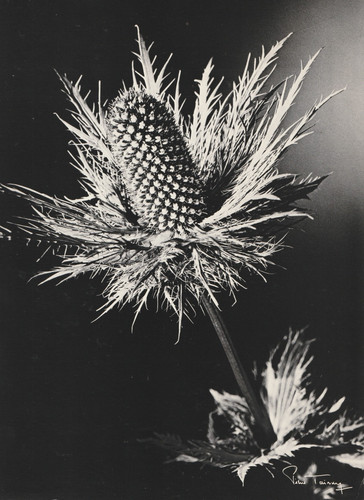 Photographie argentique pierre - argentique,