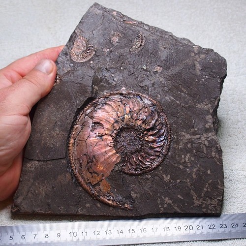 Very rare plate - very, amoeboceras