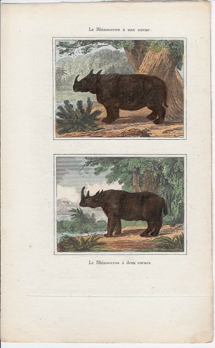 Buffon gravure ancienne - buffon.,
