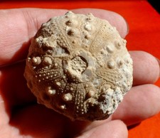 OURSIN FOSSILE JURASSIQUE DE