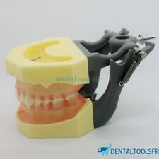 Modèle anatomique standard