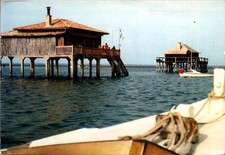 *76602 cpm 33 Bassin d'Arcachon - L'Ile aux oiseaux