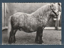 CPSM vers 1960  faune animaux cheval chevaux  poney shetland