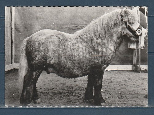 Cpsm vers 1960 - cpsm, animaux