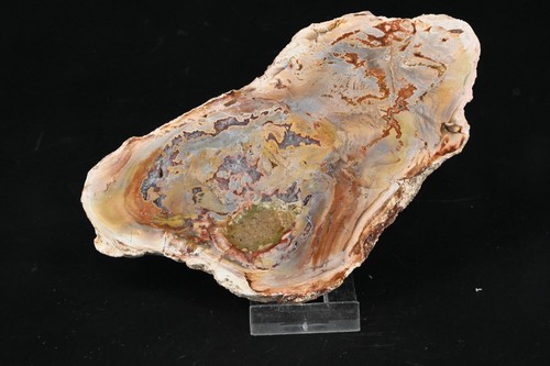 Bois petrifié madagascar - petrifié,