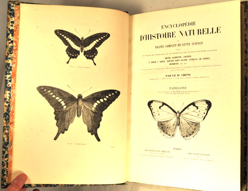 Papillons lucas chenu - lucas,