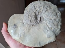 Ammonite: Ceratites weyeri + bec de Nautile