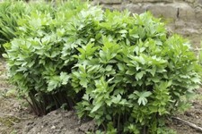 200 graines de céleri perpétuel, livèche, non traité