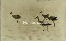 CIGOGNES 1960 ALSACE NEIGE