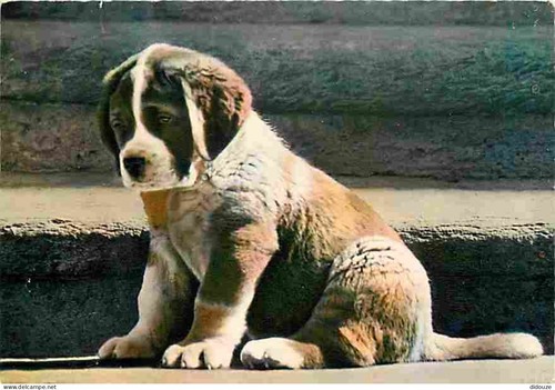 Carte postale animaux - postale,