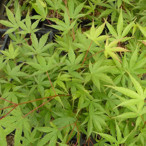 Acer palmatum arakawa - palmatum, 'arakawa'