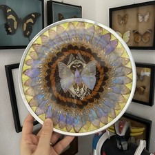 CADRE VERITABLES AILES PAPILLONS