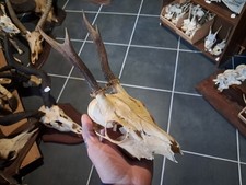 Crâne de chevreuil #23129