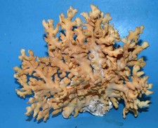 CORAL -  CORAIL -EXCEPTIONELLE