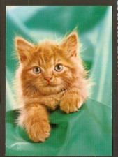 CHATS    carte postale  vintage   état TOP   Chaton roux