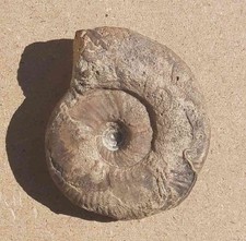Ammonite fossile Morphoceras macrescens Saint Benin d'Azy (58)_5,5 cm
