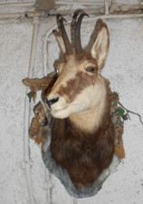 trophée Tête isard