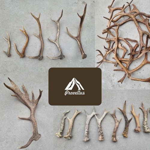 Bois sauvages frais cerf - bois,