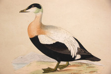 Gravure ancienne colorée