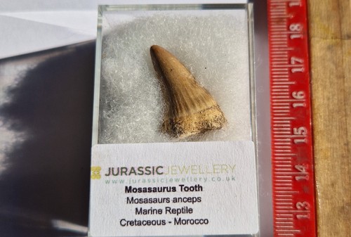Dent mosasaure fossile - de,