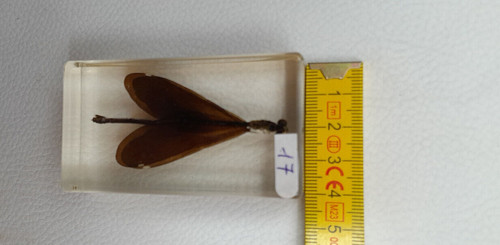 Résine inclusion insectes