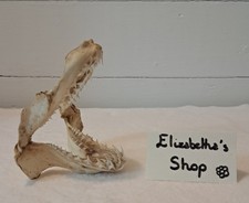 Véritable mâchoire de requin environ 10cm