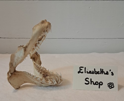 Véritable mâchoire requin - mâchoire,