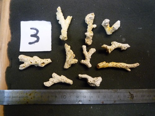Coraux corail acropora - -,