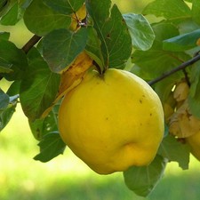 Cognassier d'Angers -