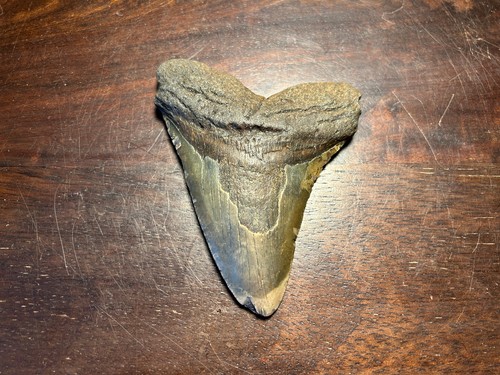 Dent megalodon fossile 100%