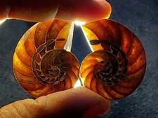 Splendide Ammonite Fossile ( NAUTILE) En Calcite De Madagascar