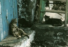 Carte postale les chats de