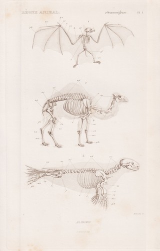 Anatomie squelette - anatomie,