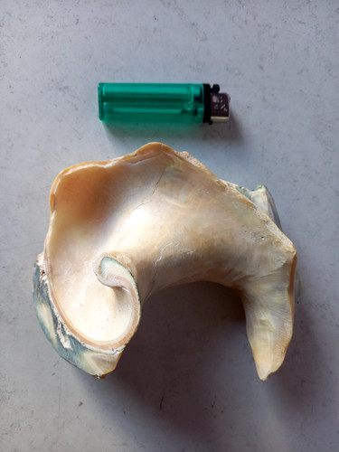 Ancien coquillage nacre - coquillage,
