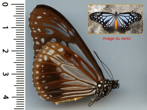 Nymphalidae parantica - nymphalidae,