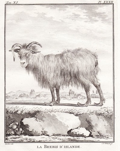 île mouton islandais - mouton,
