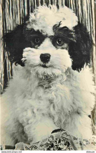 Carte postale animaux - postale,