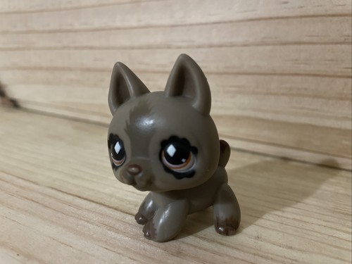 The little pet chien gris - ,