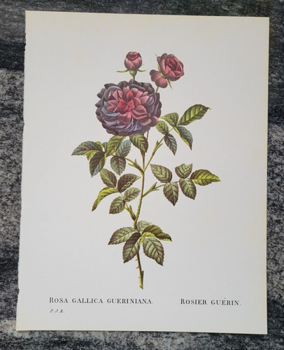 Rosa gallica gueriniana - gallica,